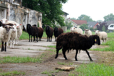 Vernachlässigte Schafe.