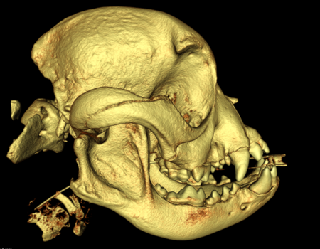 Der Schädel einer Französischen Bulldogge im CT.