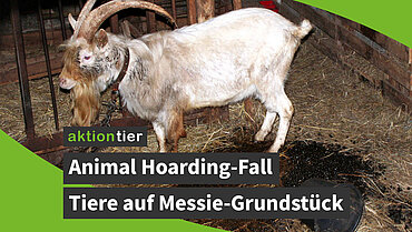 aktion tier: Animal Hoarding-Fall mit Tieren und Skeletten auf einem Messie-Grundstück