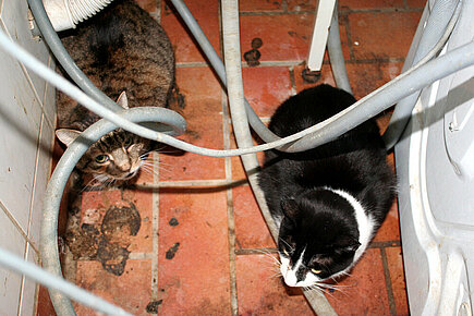 Katzen im Haus der Rentnerin. Foto: © aktion tier, Ursula Bauer