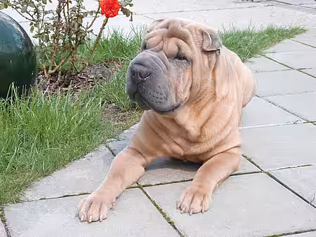 Ein Shar Pei liegt auf dem Boden.