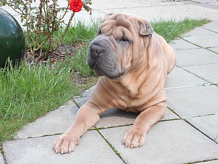 Ein Shar Pei liegt auf dem Boden.
