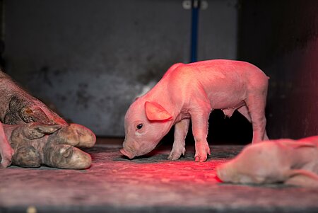 Tiere leiden im Schweinehochhaus
