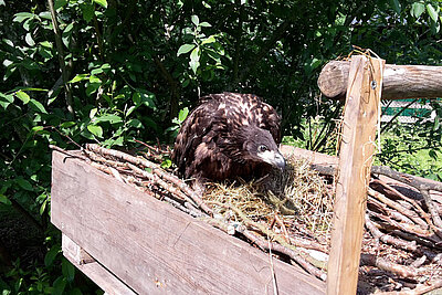 Seeadler im Kunsthorst