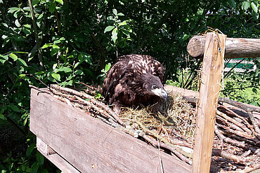 Seeadler im Kunsthorst