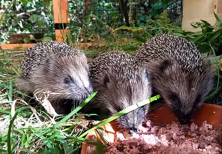 Nach der ganzen Wiegerei wird erst einmal gefuttert. Nach der ganzen Wiegerei wird erst einmal gefuttert.