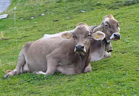 Rinder auf der Weide