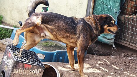 Der kleine Hof dient als Hundeklo.