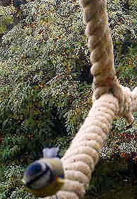 Kleine Blaumeise auf dem Eichhörnchenseil