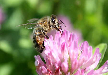 Honigbiene mit Pollenhöschen auf Wiesenklee (Trifolium pratense)