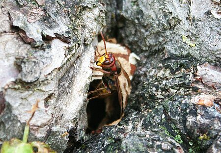 Hornissen bauen ihre Papiernester auch gerne in Baumhöhlen. 