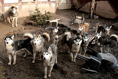 Huskys in Hohengörsdorf