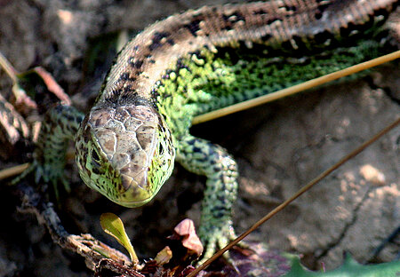 Zauneidechsen (Lacerta agilis)