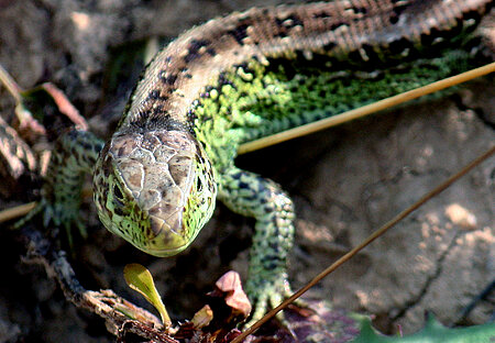 Zauneidechsen (Lacerta agilis) 