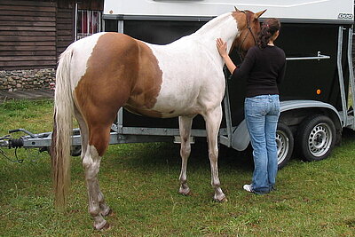 Pferd am Hänger 