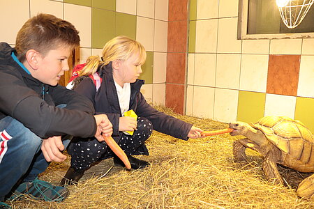 Spornschildkröte