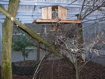 Das neue Wildkatzengehege Das neue Wildkatzengehege