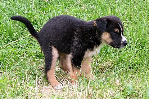 Junger Hunden mit chronischen Darmproblemen