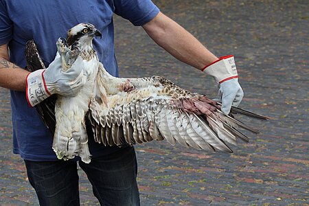 Verletzungen an der linken Schwinge.