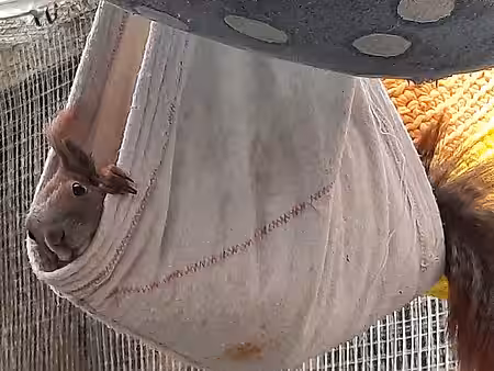 Die Eichhörnchen lieben ihre kleinen Hängematten in den Auswilderungsvolieren.