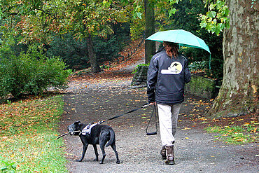 Hundespaziergang im Regen