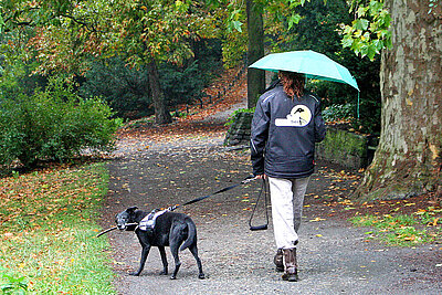 Hundespaziergang im Regen