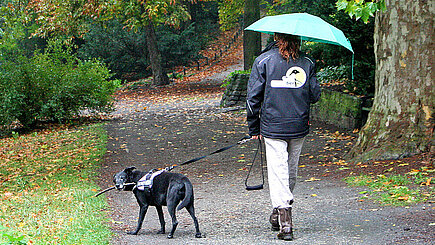 Hundespaziergang im Regen