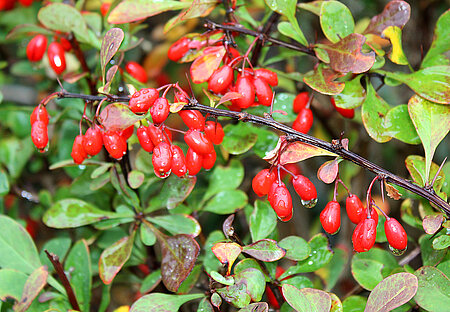 Heimische Berberitze (Berberis vulgaris)