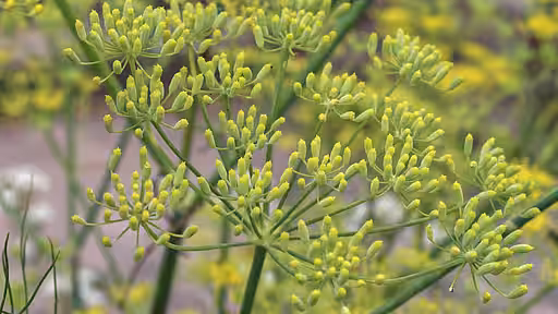 Fenchel