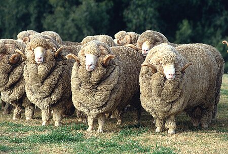 Den besonders überzüchteten Merinoschafen wachsen jährlich bis zu 12 kg Wolle.