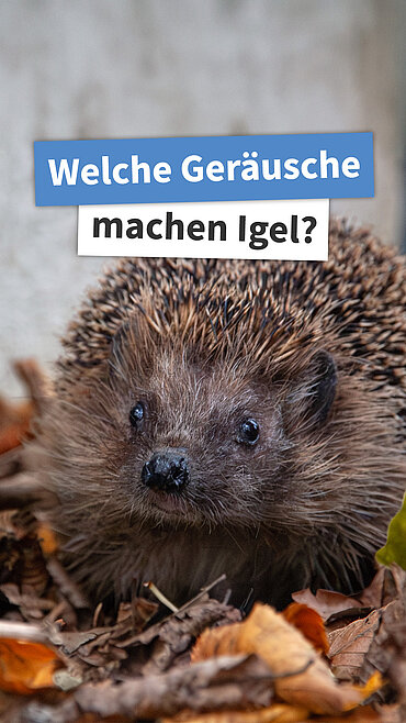 Welche Geräusche machen Igel?