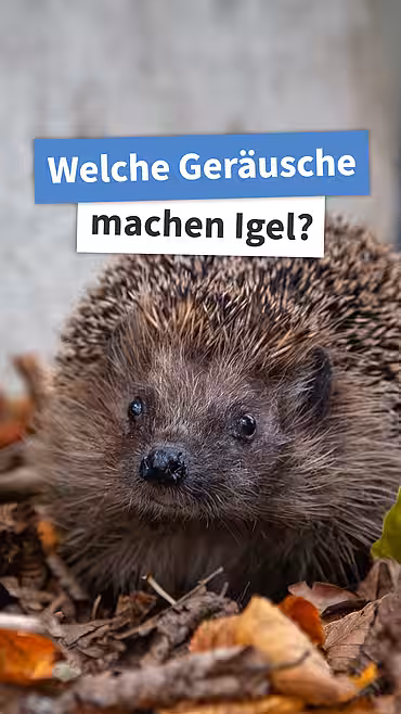 Welche Geräusche machen Igel?