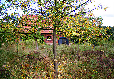 Igelfreundlicher Garten