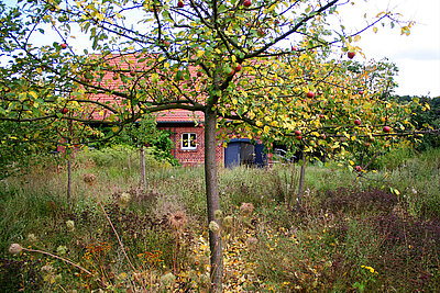 Igelfreundlicher Garten