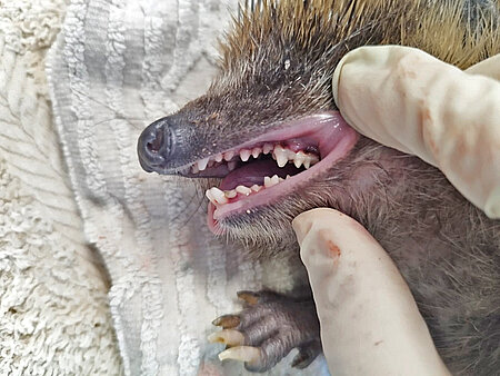Igel mit sauberen weißen Zähnen