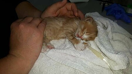 Katzenbaby