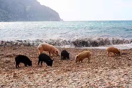 Mutterschwein mit Frischlingen