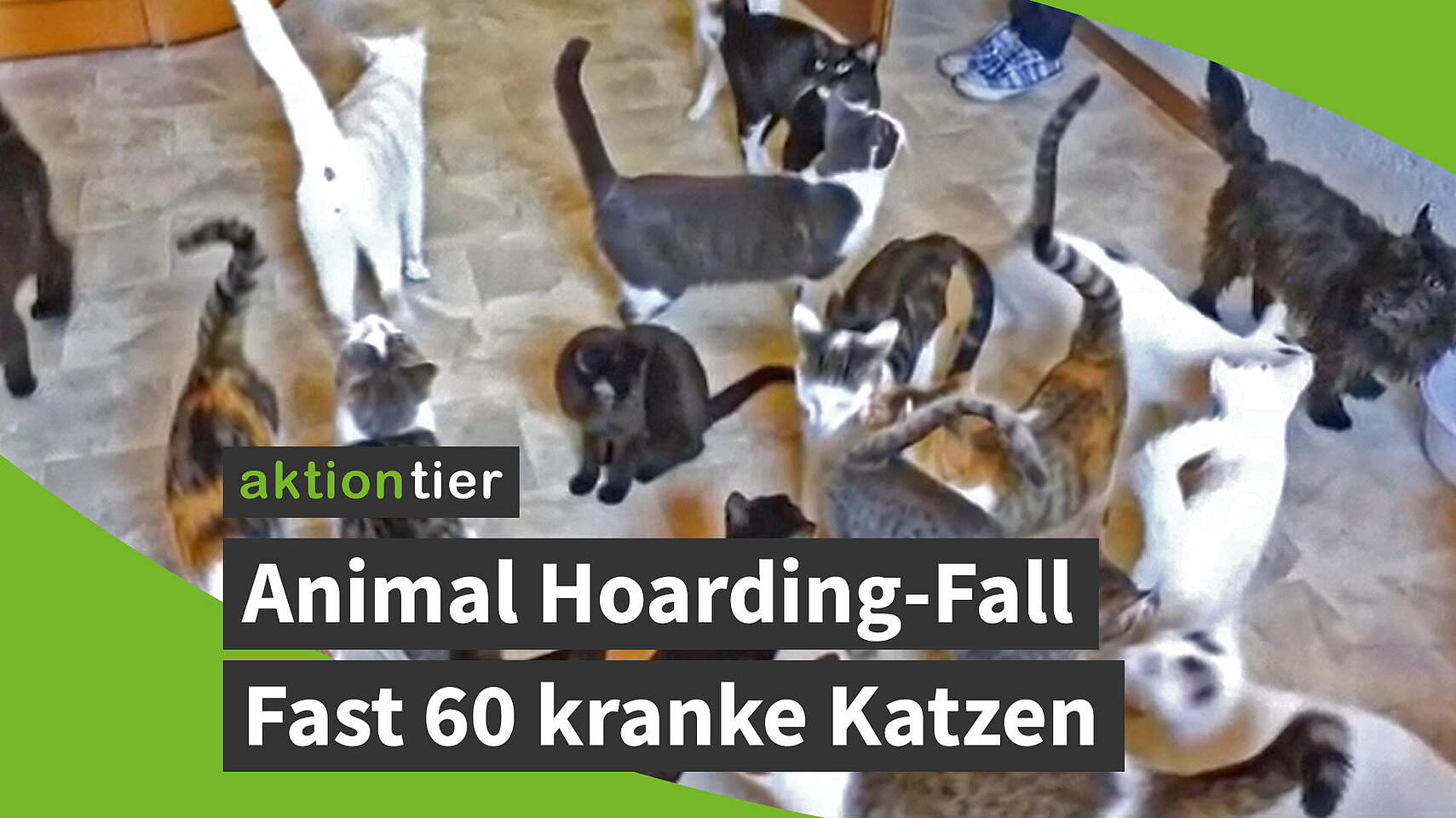 aktion tier Animal Hoarding-Fall: Fast 60 kranke Katzen