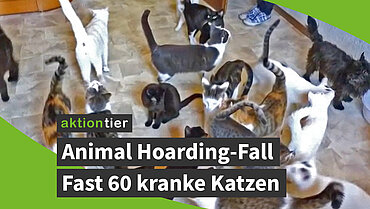 aktion tier Animal Hoarding-Fall: Fast 60 kranke Katzen