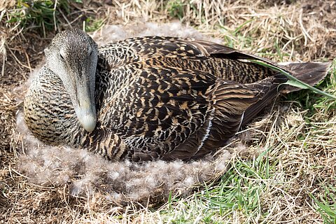 Eiderente im Nest