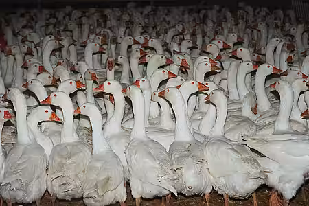 Gänsemastanlage in Deutschland