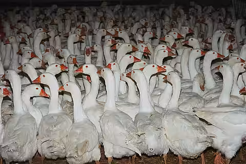 Gänsemastanlage in Deutschland