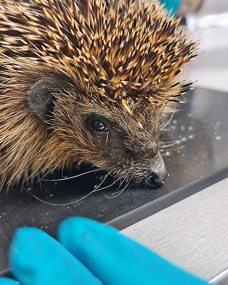 Dieser Igel wurde uns vorgestellt.
