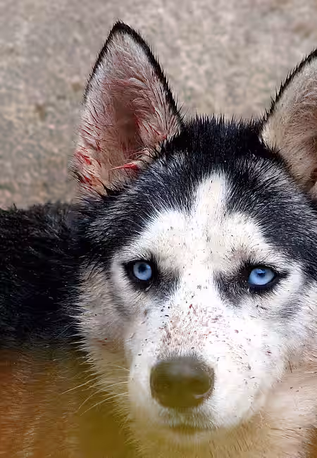 Animal Hoarding Fall Hohengörsdorf 