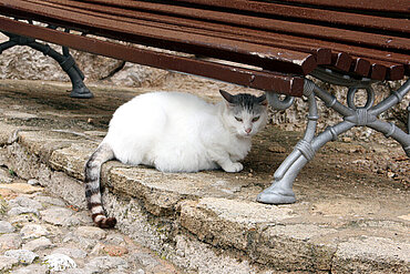 Trächtige Straßenkatze. © aktion tier e.V./Bauer