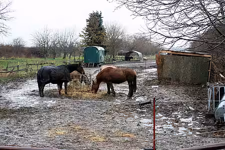 Schlechte Haltungsbedingungen.