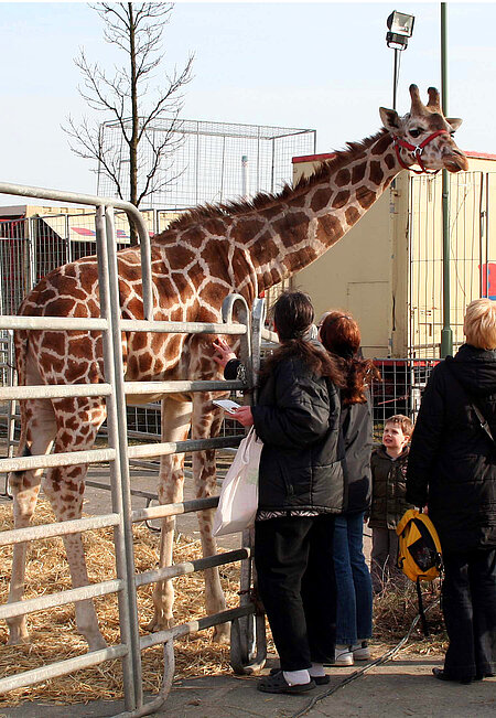 Giraffe im Zirkus 