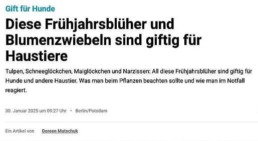 2025-01-30 | Märkische Oderzeitung | Diese Frühjahrsblüher und Blumenzwiebeln sind giftig für Haustiere