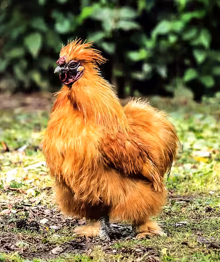 Das chinesische Seidenhuhn ist eine besonders auffällige Hühnerrasse.