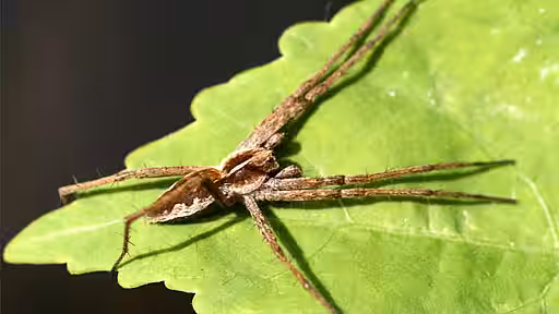 Gerandete Jagdspinne